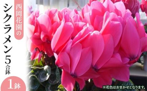 シクラメン 花 鉢 5号鉢×1鉢 冬 贈答 ハウス 栽培