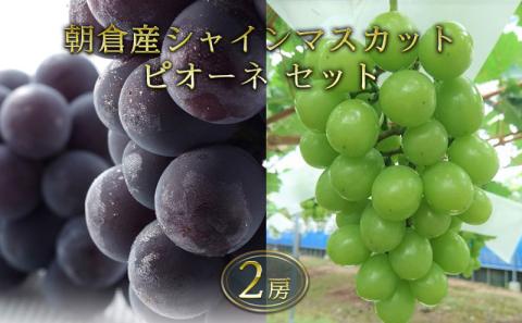 シャインマスカット ピオーネ セット 2025年発送 2房 化粧箱入り ブドウ 葡萄 デザート フルーツ 果物 (有)ティース 配送不可：離島