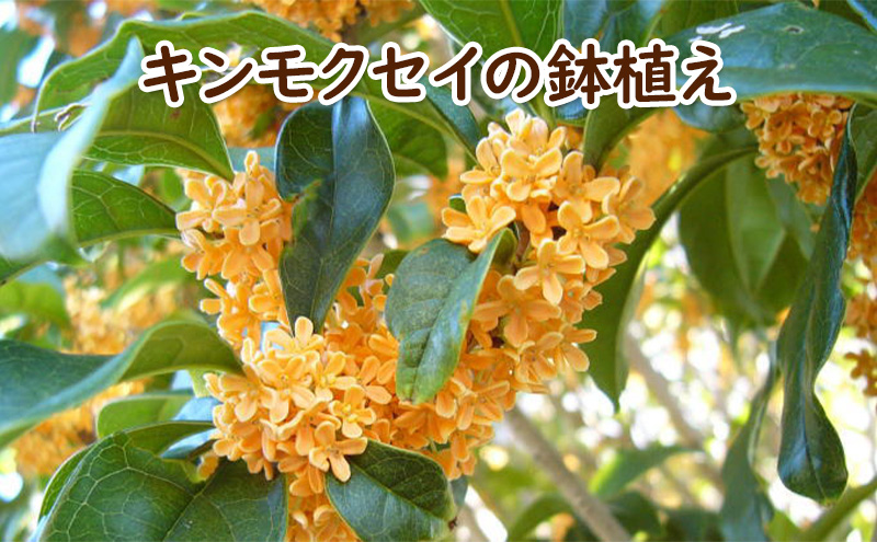 苗木 キンモクセイの鉢植え 白プラ鉢 配送不可 北海道 沖縄 離島