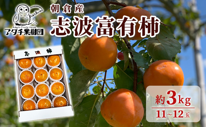 柿 志波 富有柿 約3kg 11～12玉 果物類 かき