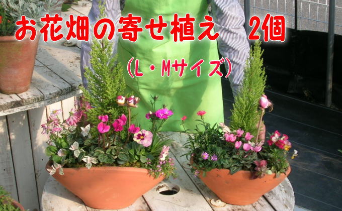 植木 寄植え 可愛いお花畑の寄せ植え L・Mサイズ 2個セット 配送不可 北海道 沖縄 離島