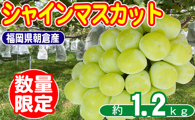2026年8月15日迄受付 シャインマスカット 2～4房 約1.2kg 数量限定 オンライン決済限定 ぶどう 栽培期間中 JAS認証肥料 減農薬 皮ごと 爽やか 糖度 白ブドウ