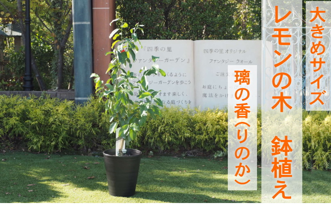 鉢植え レモンの木 大きめサイズ 璃の香 PVP 配送不可 沖縄 北海道 離島