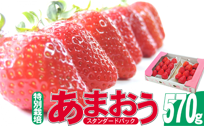 いちご 2026年2月下旬より発送 うるう農園のあまおう スタンダード2パック 約570g※配送不可：離島 果物 フルーツ デザート 食後 特別栽培 福岡県産 国産 日本産