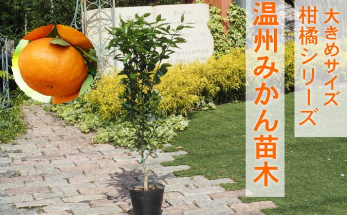 苗木 柑橘苗 大きめサイズ 温州みかん 1本 配送不可 北海道 沖縄 離島