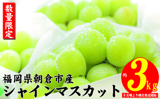 シャインマスカット 2025年発送 約3kg 大粒 フルーツ ブドウ 高級 ぶどう 葡萄 果物 くだもの 旬菜板屋 配送不可 離島 果物類 デザート 食後 種なし 皮ごと ジューシー