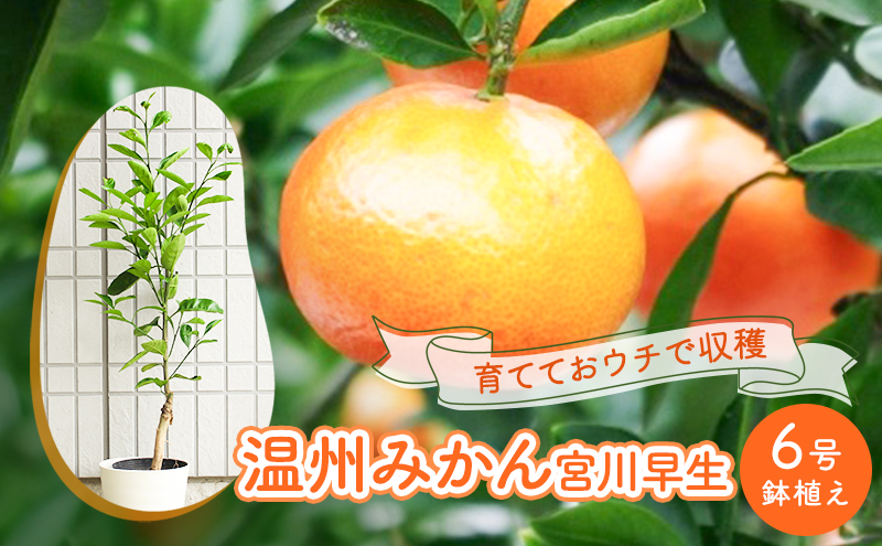 苗木 レモン 斑入り レモンの木 ピンクレモネード テラコッタ鉢 配送