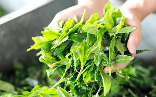 A41 八女の和紅茶スパークリングサイダーＲｅｄ（５本セット）