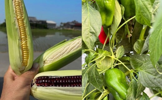 A322 アッキーファームの旬の野菜詰合せ福袋（野菜3種）