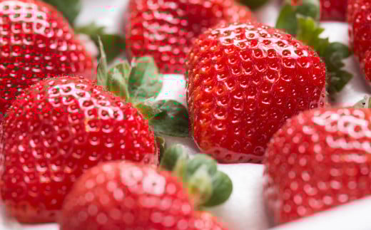 【春】 あまおう 6パック