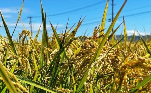 アッキーファームのお米「夢つくし」 5kg（白米）