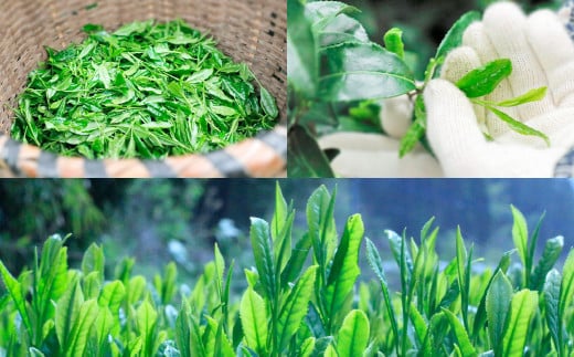 A40 八女の和紅茶スパークリングサイダーＢｌｕｅ（５本セット）