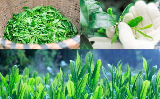 A41 八女の和紅茶スパークリングサイダーＲｅｄ（５本セット）