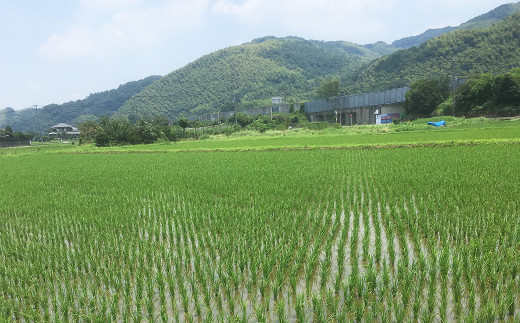 A233 みやまのきよみず米 にこまる 10kg 玄米