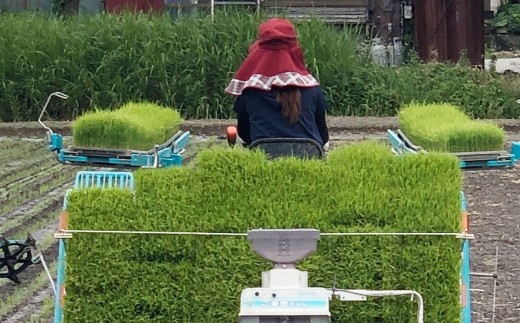 アッキーファームのお米「元気つくし」 5kg（白米）