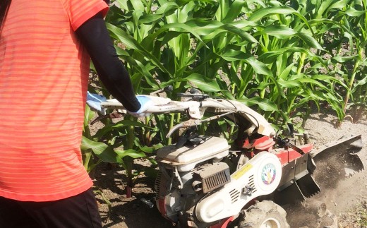 F5 アッキーファーム スイートコーン収穫体験（スイートコーン20本込み）