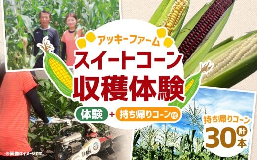 F6 アッキーファーム スイートコーン収穫体験（スイートコーン30本込み）