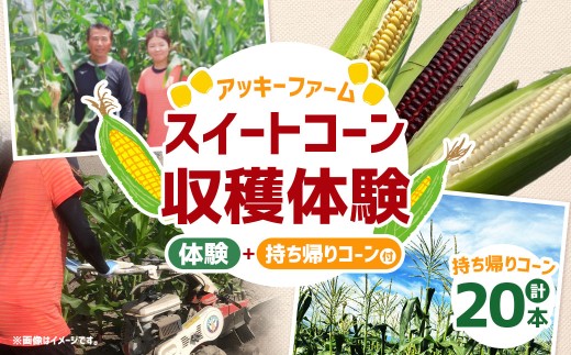 F5 アッキーファーム スイートコーン収穫体験（スイートコーン20本込み）