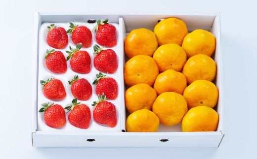 A331 福岡県産あまおう＆山川みかん詰合せ（あまおう12-15粒、山川みかん9-12玉） いちご イチゴ 苺 みかん ミカン 蜜柑 果物 くだもの フルーツ 詰合せ 【2025年12月中順次発送予定】