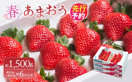A159 【春】 あまおう 6パック いちご 【2027年2月上旬～3月下旬以降発送予定】