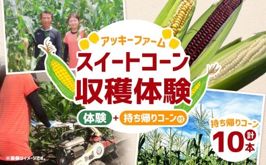 F4 アッキーファーム スイートコーン収穫体験（スイートコーン10本込み）