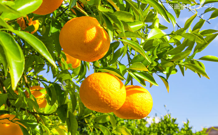 料亭「浮岳茶寮」の甘夏マーマレードジャム 3個セット 糸島市 / 合資会社アコート / ジャム パン [AAK005]