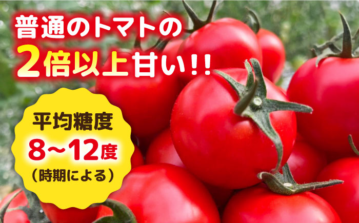フルティカ 2kg (1kg×2箱) 糸島市 / かわぞえ農園 [AAM006] トマト フルーツトマト