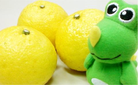 【年内発送】【先行予約】爽やかに甘い！ 糸島 産「 はるか 」  贈答 用 約10kg 【2025年3月より順次発送】 《糸島》【二丈赤米産直センター】 [ABB002]