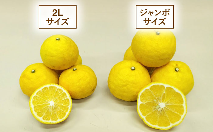 爽やかに甘い！ 糸島産 「はるか」 ジャンボサイズ 約5kg（3L-4Lサイズミックス）糸島市 / 二丈赤米産直センター [ABB031]