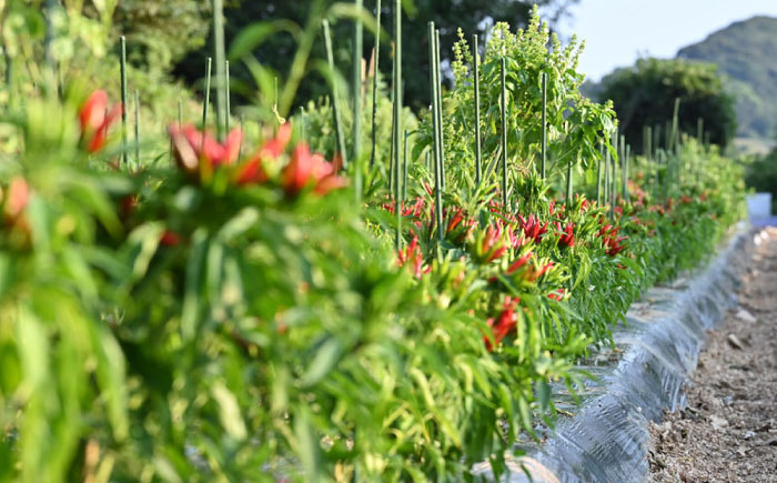 いとペリ ホットソース 150ml×1本 Dan's Kitchen 糸島市 / Mind Nation 唐辛子 辛味ソース [ACR001]