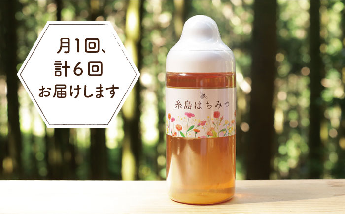 【全6回定期便】糸島 はちみつ 520g 糸島市 / ヴァンベールフーズ /百花 / 蜂蜜 [AFJ006]