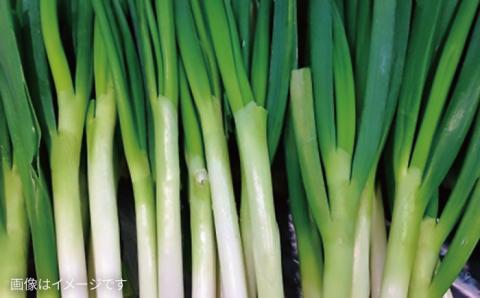 朝採れ！ 栽培期間中無農薬野菜 （ 7品 前後 ） セット ＋ 果物  《糸島》【オーガニックナガミツファーム】 	[AGE004]