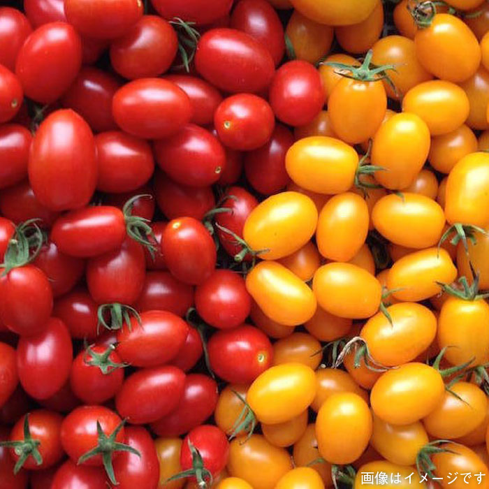 【 福岡県 糸島産 】 朝採れ 野菜 セット （ 12品 前後 ） 《糸島》【オーガニックナガミツファーム】 	[AGE023]
