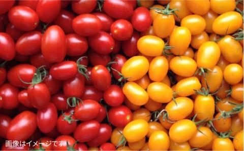 【 全6回 定期便 】【 福岡県 糸島産 】 朝採れ 野菜 セット （ 12品 前後 ） 《糸島》【オーガニックナガミツファーム】 	[AGE025]