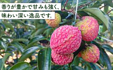 糸島産 生ライチ（約500g）栽培期間中 農薬不使用 糸島市 / シーブ [AHC020]