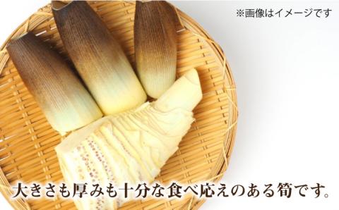 【先行予約受付中】産地直送「孟宗竹」3kg たけのこ タケノコ 筍 【2025年3月下旬以降順次発送】 糸島市 / シーブ [AHC025]