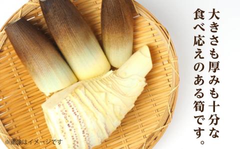 【先行予約受付中】産地直送「孟宗竹」5kg たけのこ タケノコ 筍 【2025年3月下旬以降順次発送】 糸島市 / シーブ [AHC026]