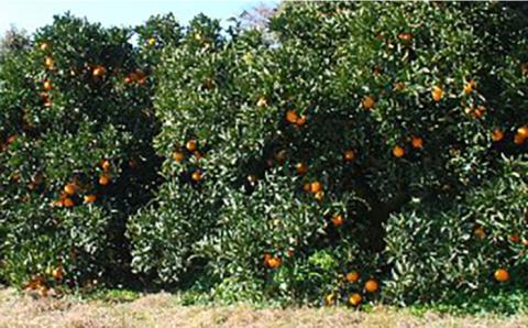 【先行受付】糸島産 ネーブル 5kg 【2026年2月下旬以降順次発送】　糸島市 / シーブ [AHC029]