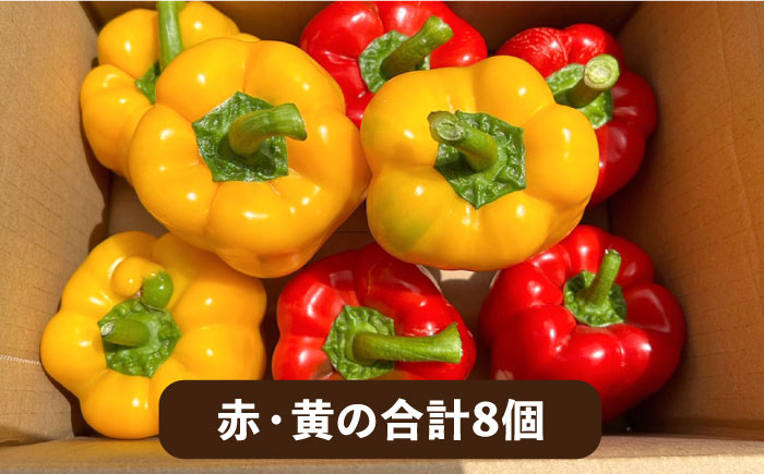 肉厚 パプリカ 8個 福岡県 糸島産 シーブ 糸島市 野菜 ピーマン [AHC031]