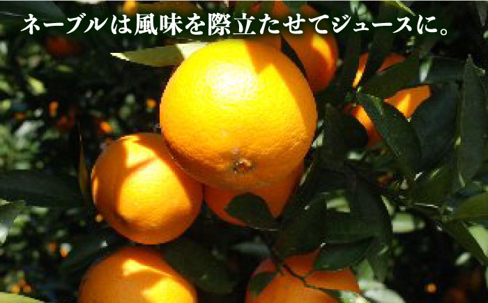 【先行予約販売】糸島県産 柑橘詰め合わせセット 糸島市 / シーブ [AHC062] 紅八朔 ネーブル はるか