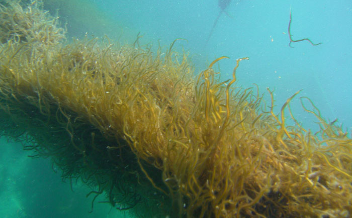 糸島産ふともずく（ソウメンノリ）100ｇ×10P　糸島市 / 糸島漁業協同組合芥屋支所 モズク 海藻 [AHR002]