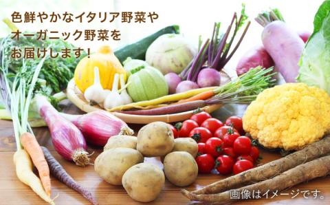 【全12回定期便】旬を味わう『糸島野菜セット』 10～14種（計14パック） 年12回お届けコース 野菜ソムリエ松永【vegeLabo】[AJB003]