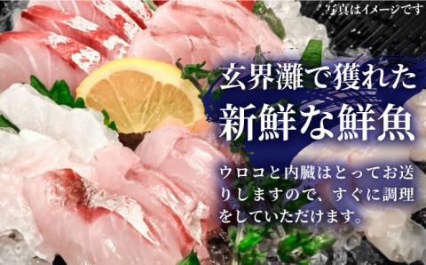 福吉漁港直送！玄界灘鮮魚セットB （5,6人向け） 糸島 【福ふくの里】 [ALD002]