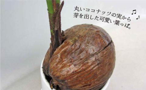 観葉植物『ココヤシ』糸島【はざま園芸】インテリア/緑のある暮らし/飾り/グリーン [AND004]