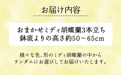 おまかせ胡蝶蘭 ( ミディ 胡蝶蘭 3本立 ) 糸島市 / はざま園芸 [AND005] 花 生花 お祝い