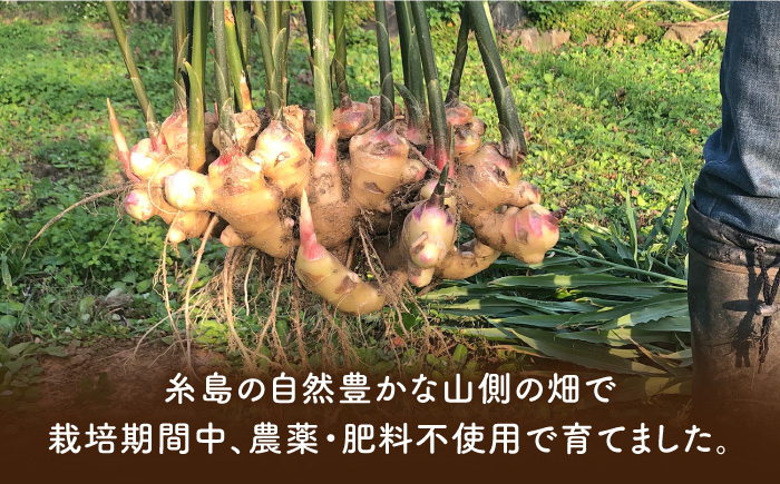 糸島産 生姜 5kg 自然栽培 糸島市 / 大石ファーム [ATE011]