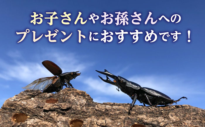 オオクワガタ ペア (Sサイズ)　糸島市 / 糸島クワガタの森 昆虫 ペット [AUN002]