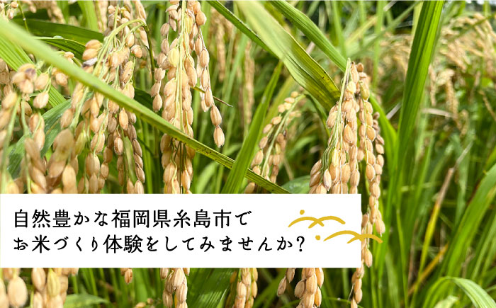お米づくり 体験チケット 糸島市 / 天然パン工房楽楽【いとしまごころ】 [AVC065] 体験 農業 食育