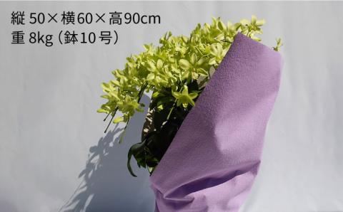 【10セット限定】デンファレ（洋蘭）10本立ち糸島市 / 和饗エコファーム [AVI001]