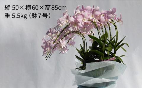 【10セット限定】デンファレ（洋蘭）7本立ち 糸島市 / 和饗エコファーム [AVI002]